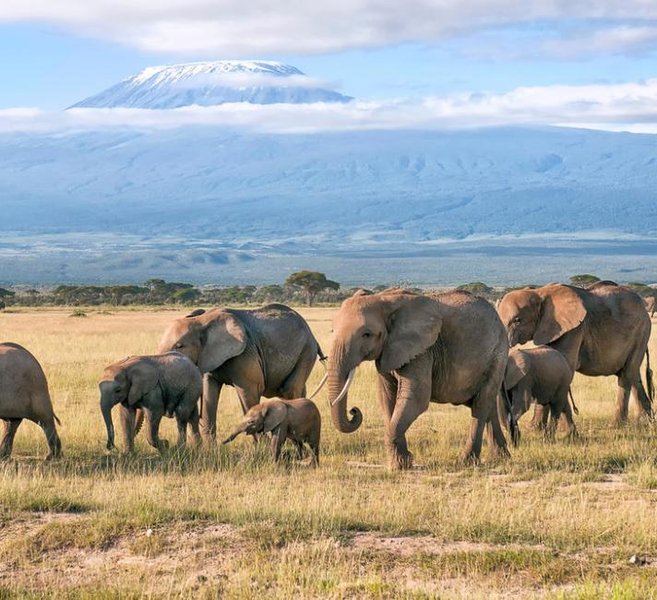 evolution-of-elephant-size-cupvhfh8