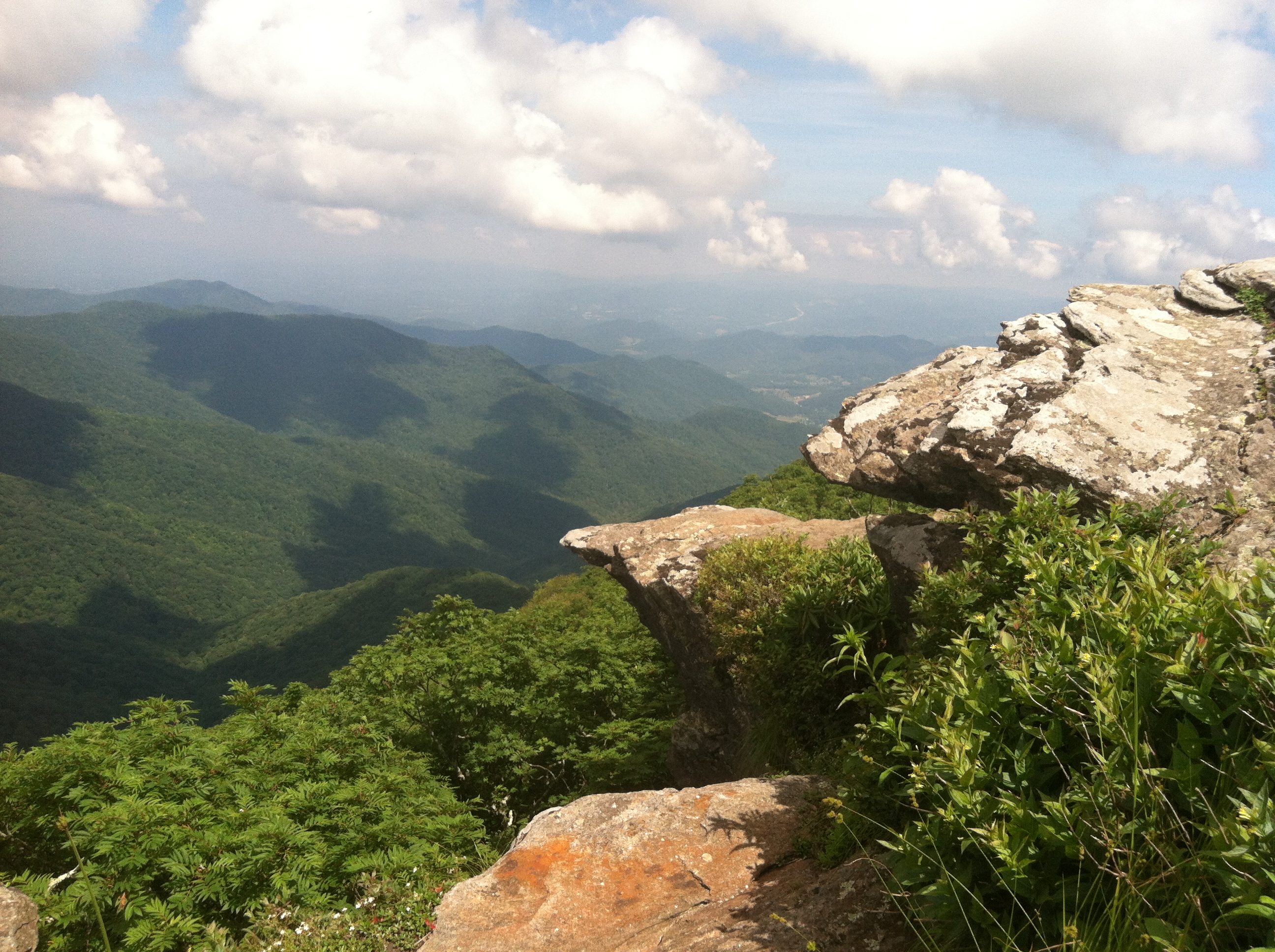 natural landscape with diverse species