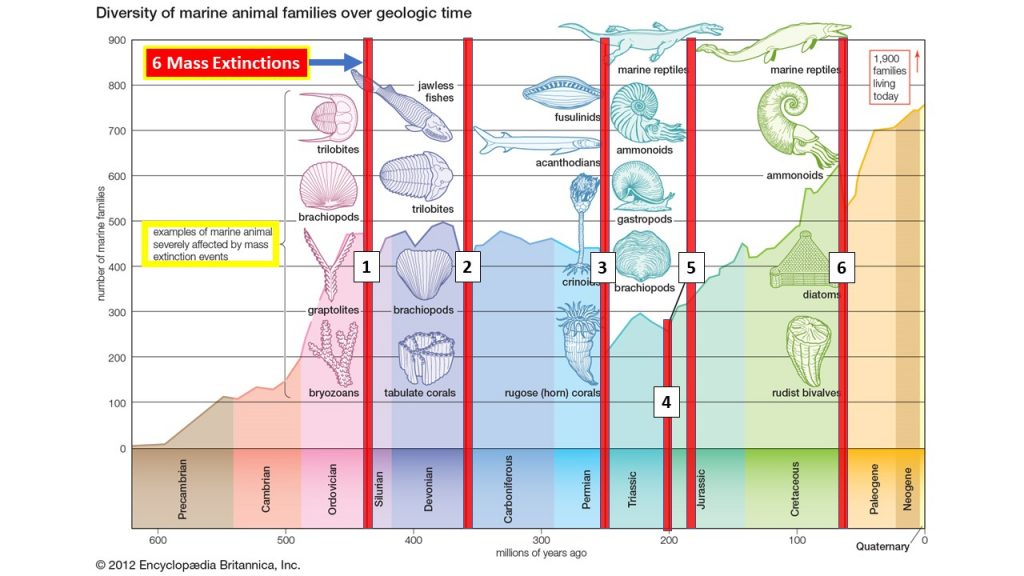 diverse fossils and genetic charts
