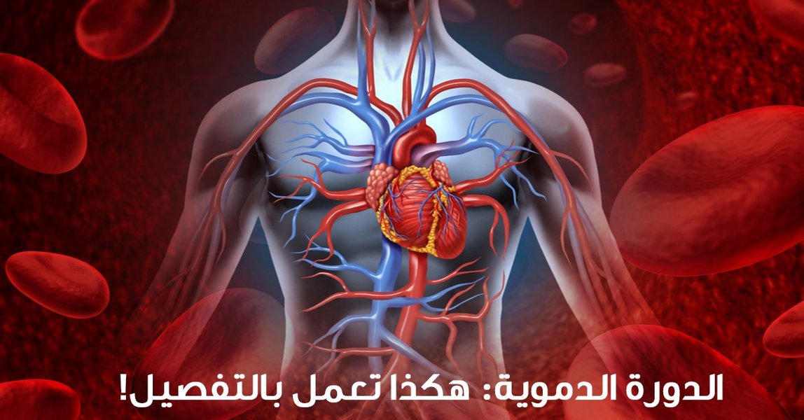 exercise-collateral-heart-circulation-arabic-zxg856v9