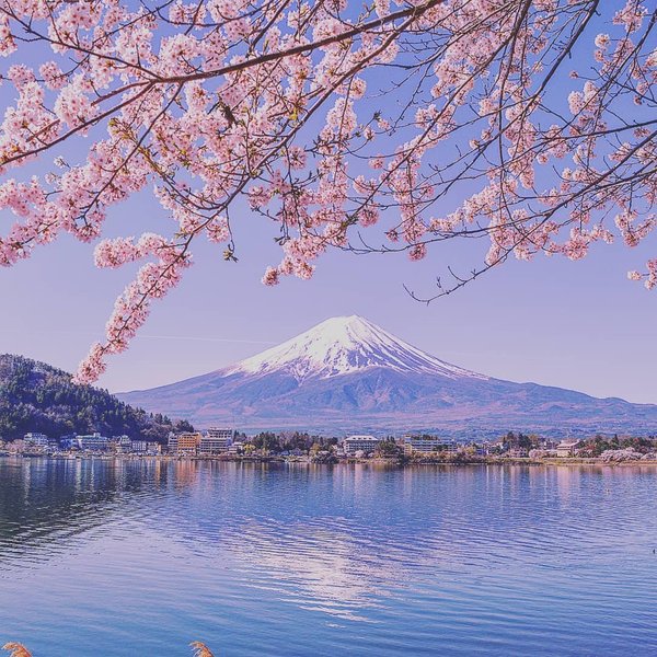 Cherry blossoms with a pagoda in the background, near Mount Fuji