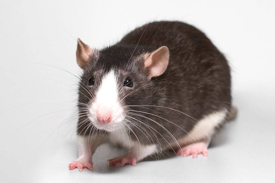 extend-pet-rat-lifespan-rtum7tdr
