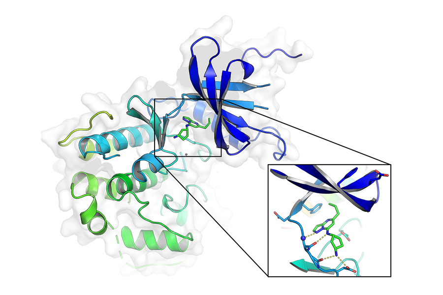 prostate cancer molecular structure
