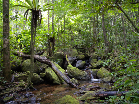 diverse ecosystem forest and aquatic landscape
