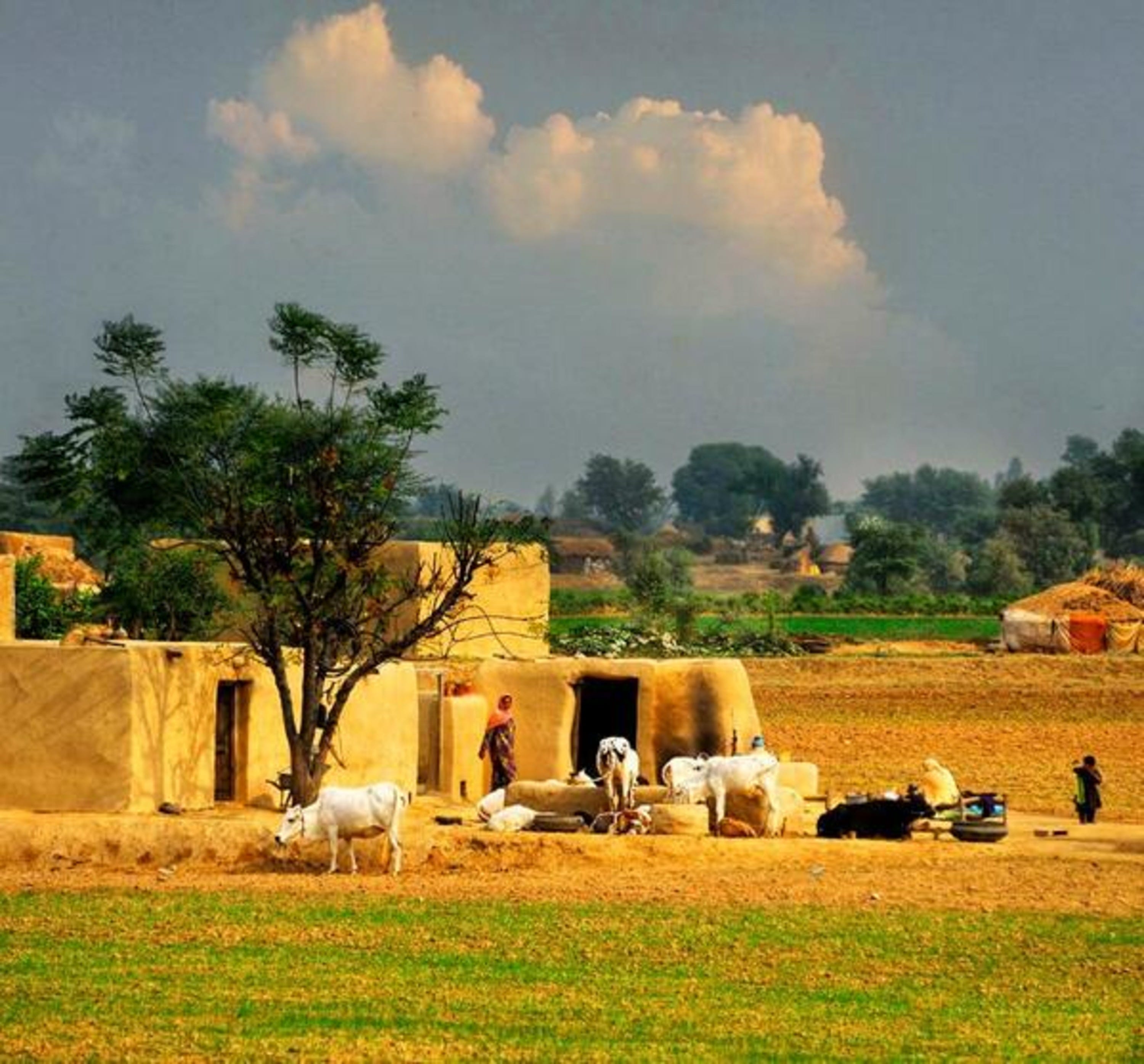 traditional family rural Pakistan scenery