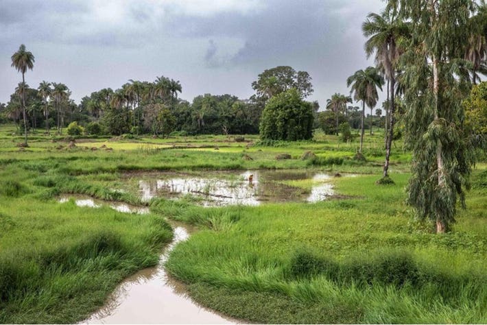 senegal farm landscape