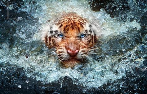 speeding animal in nature
