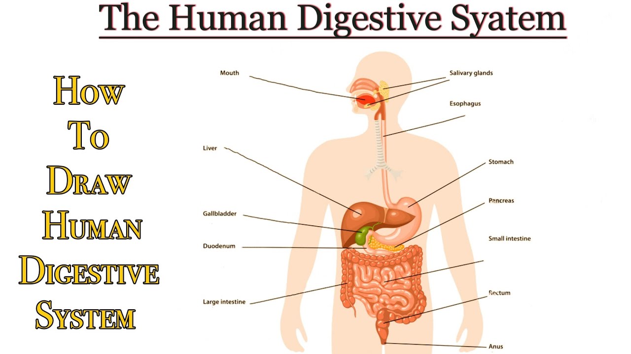 scenic images of digestive system diagrams