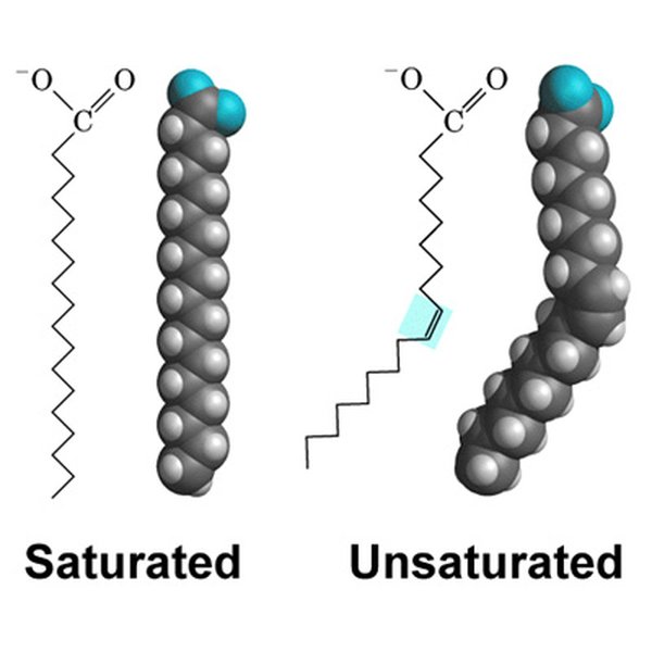 Diagram showing Monounsaturated and Polyunsaturated Fat Structures