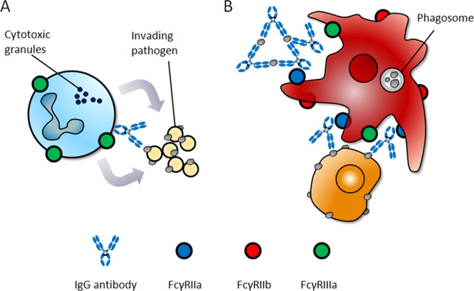 fc-mutagenesis-reduce-mab-immunogenicity-iowivd7a