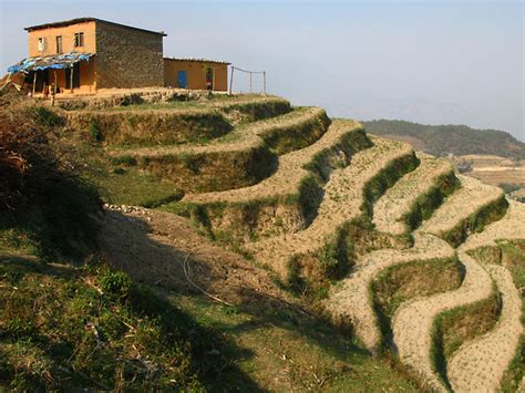corn farming fields in nepal