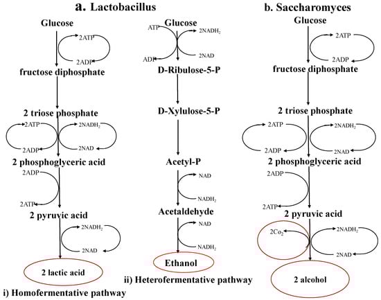 microbial fermentation process