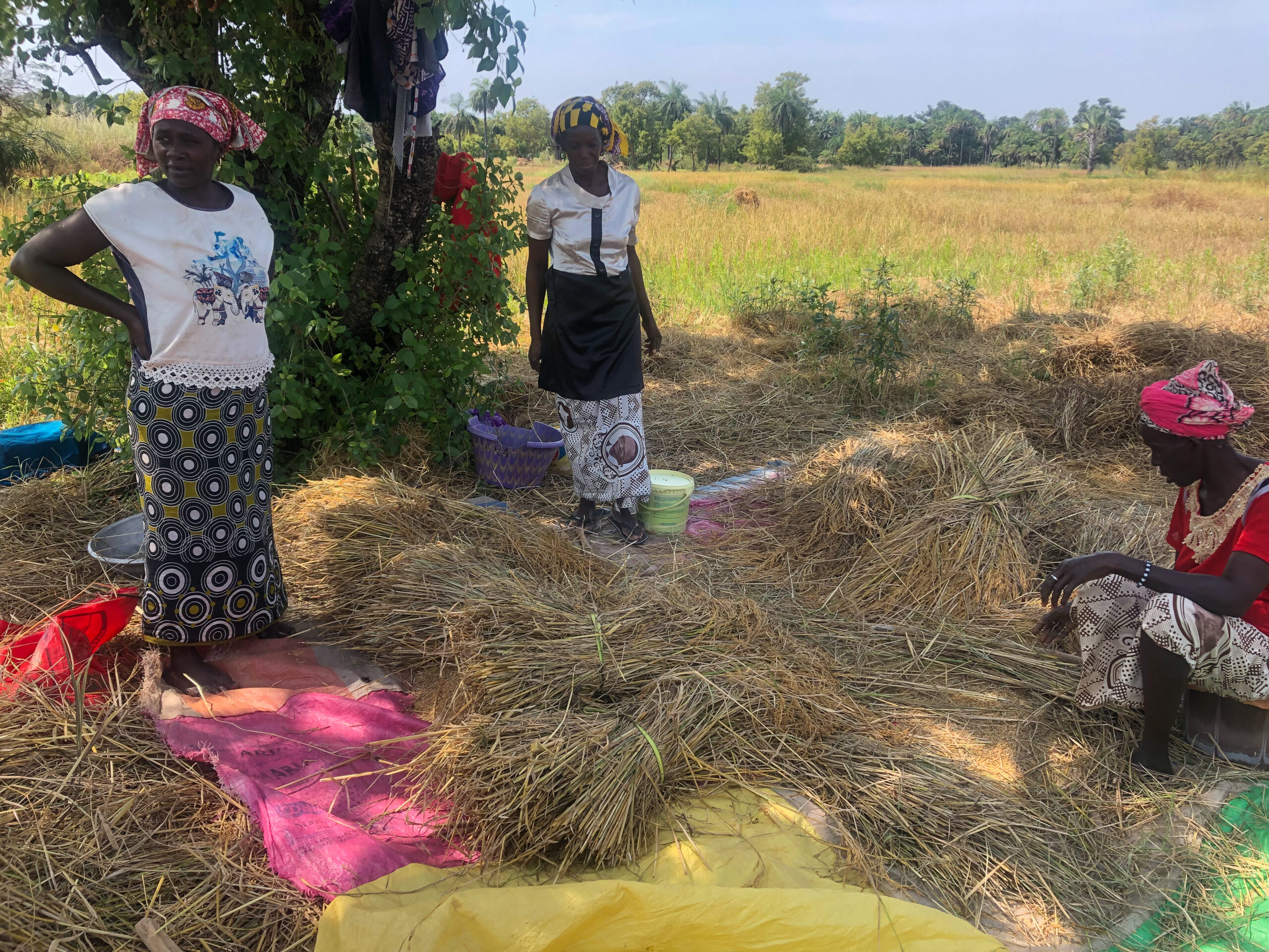 agricultural field maize Casamance