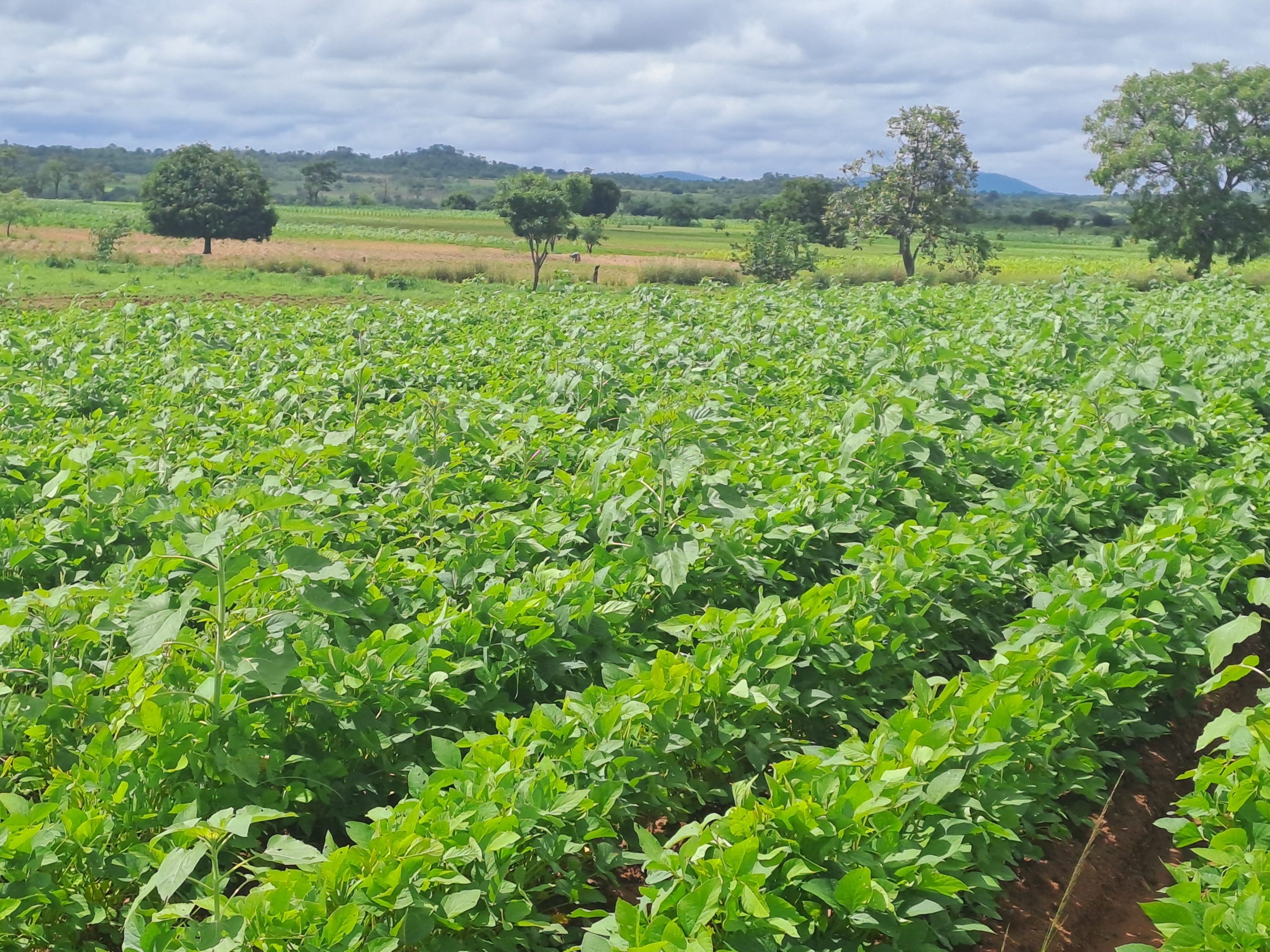 soybean field rust resistant