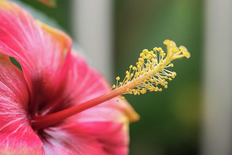 flowering plants close up anther filament