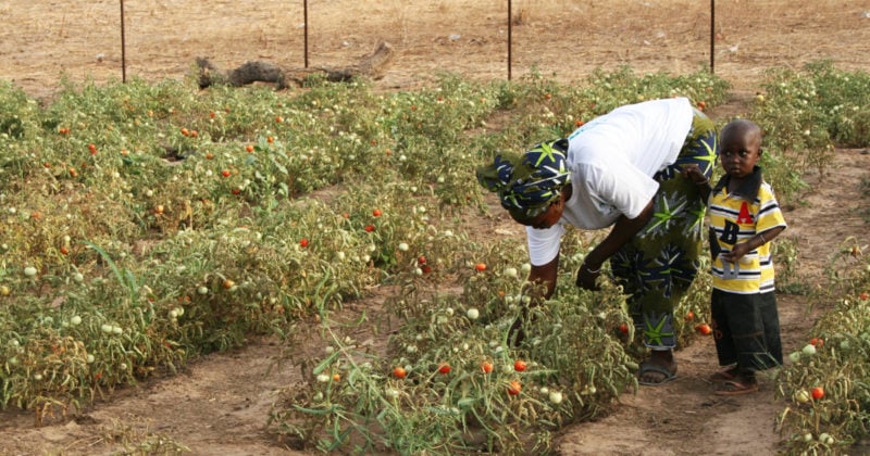 agriculture fields in senegal