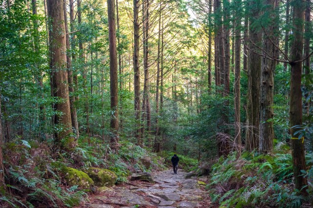 scenic path in nature signifying journey