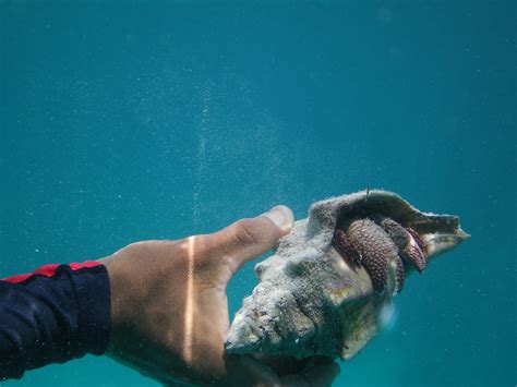 Conch | underwater close-up of a live conch | guy mason | Flickr
