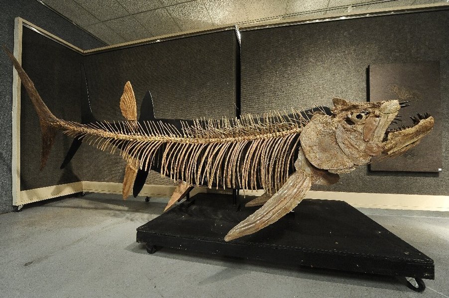 Fossil of a giant ancient fish