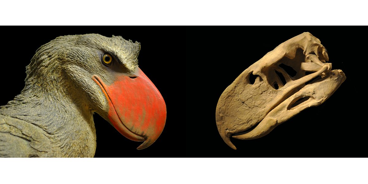 Comparison of bird and dinosaur skulls