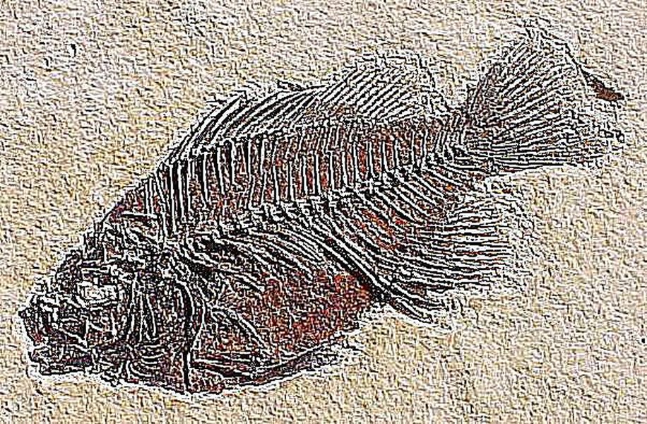 Fossil of a prehistoric fish, Priscacara
