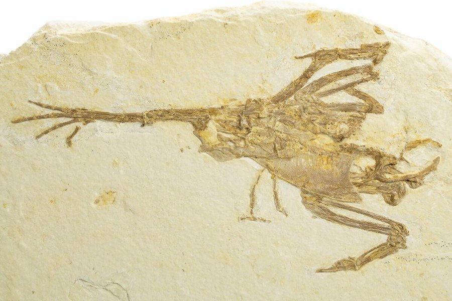 Fossil bird, Gallinuloides wyomingensis