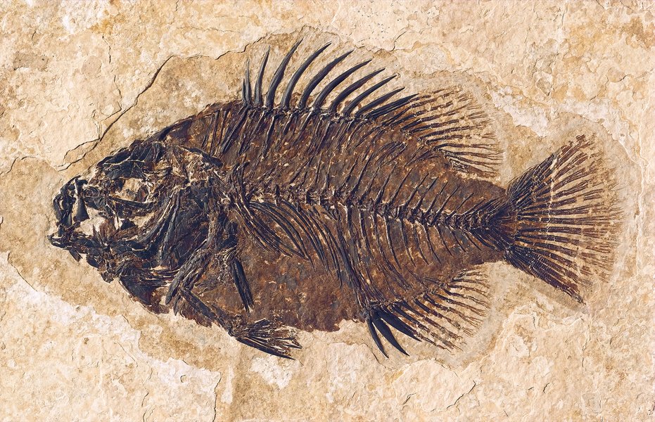 fish-evolution-to-birds-oc089ydb