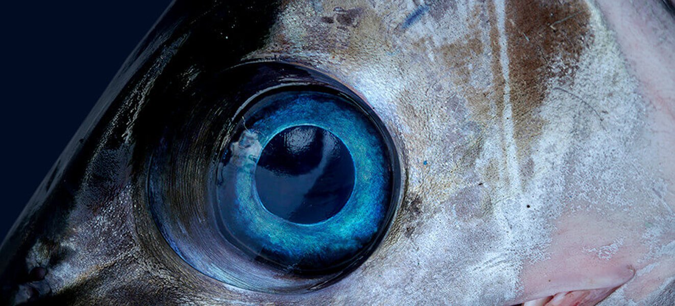 Fish swimming in water, showcasing the typical lateral placement of its eyes
