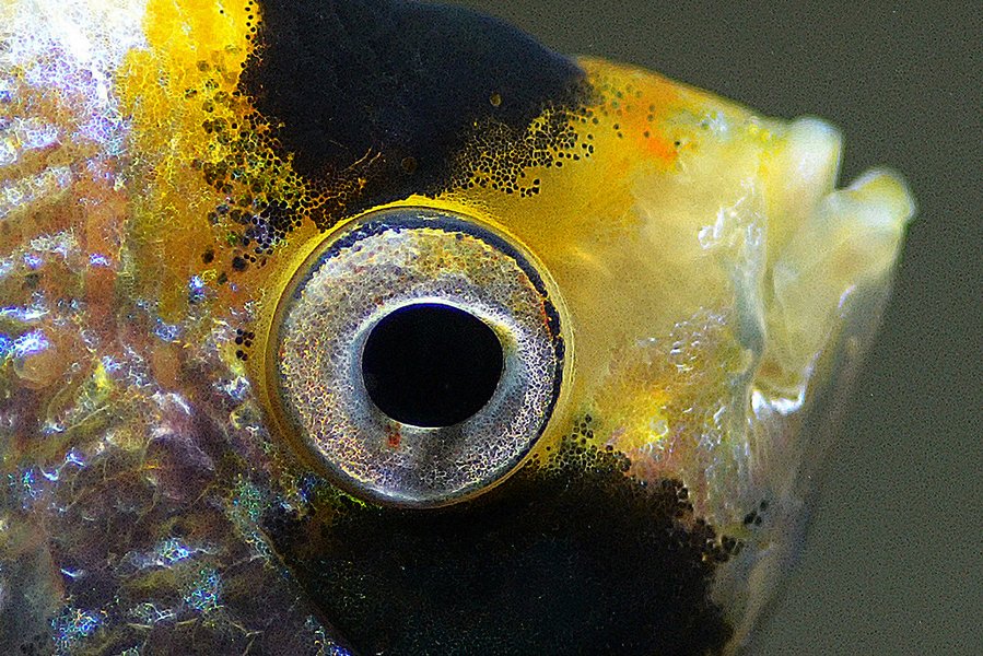 fish-eyeball-components-anatomy-hb83qy7m