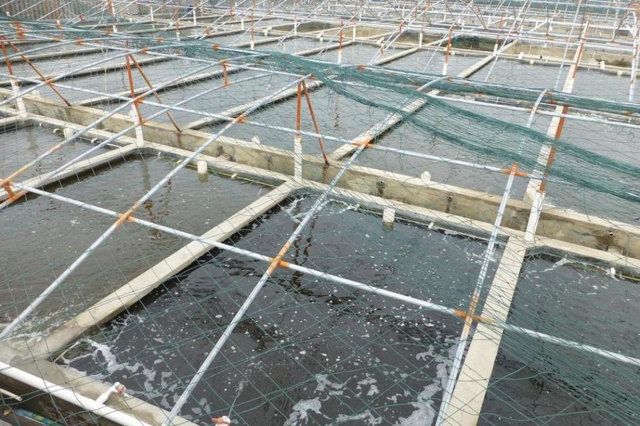 Commercial fish farming operation