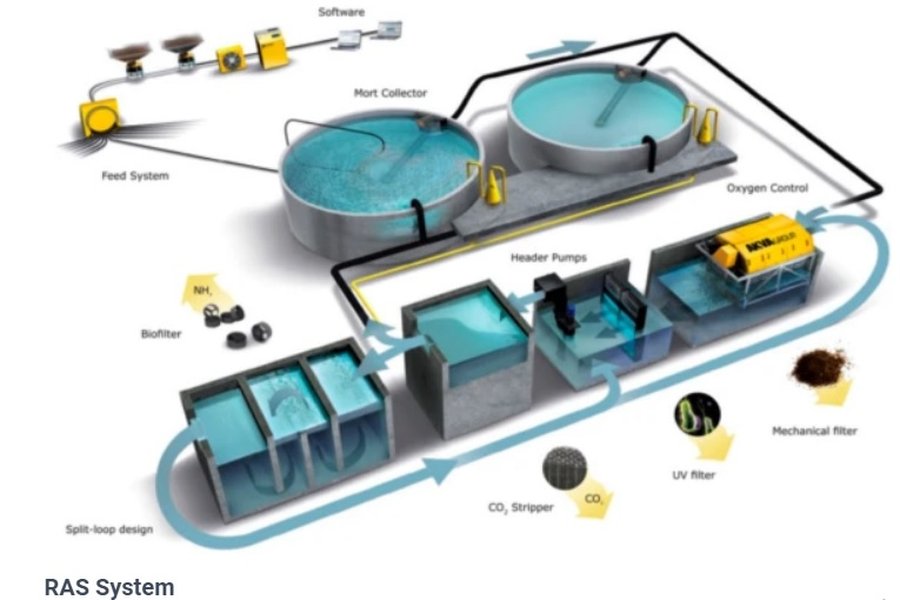 Recirculating Aquaculture System (RAS)