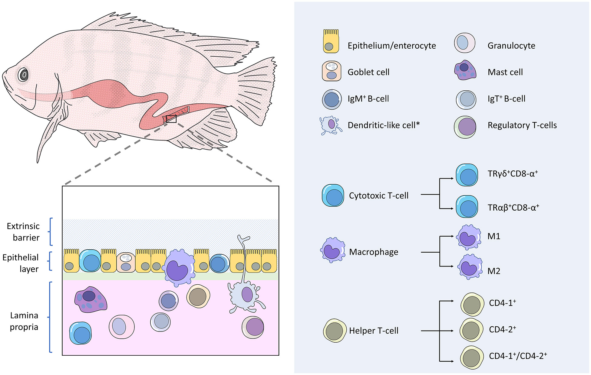 fish immune system development