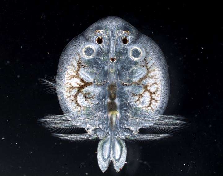 aquatic fish under microscope and water pollution