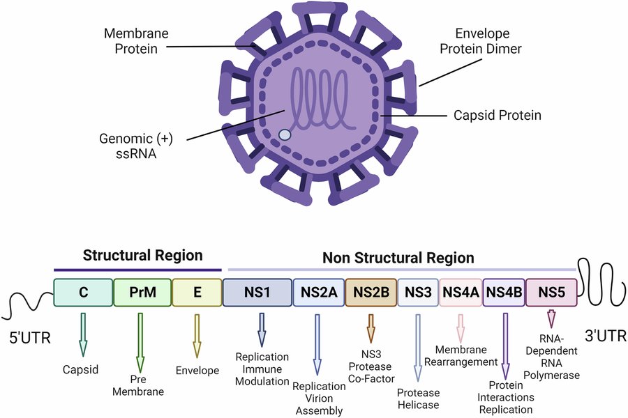 Diagram showing Flavivirus Replication Cycle