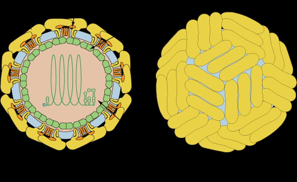 flavivirus-genome-organization-e7oupjts
