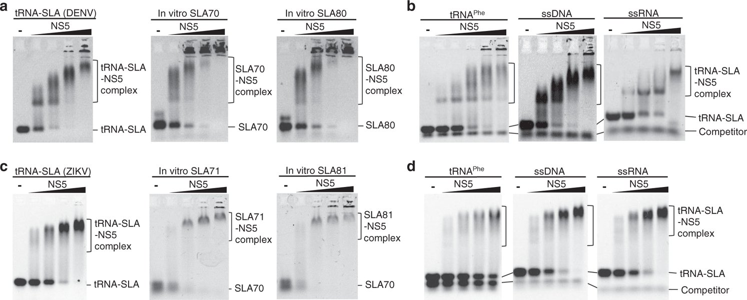flavivirus-genome-structure-size-edxg4vny