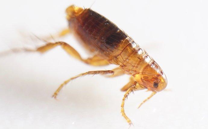 flea control treatment san antonio