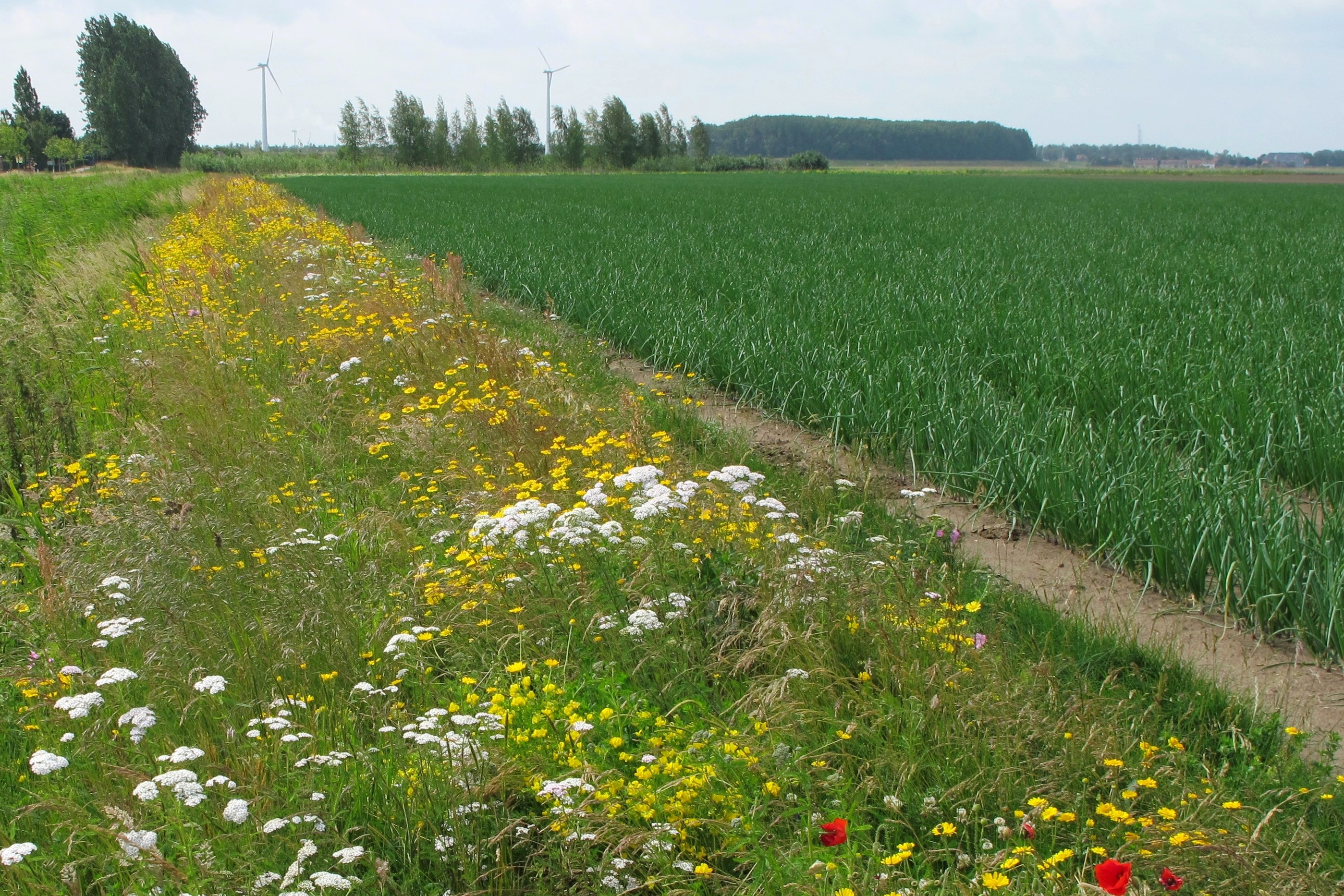 flower strips agriculture