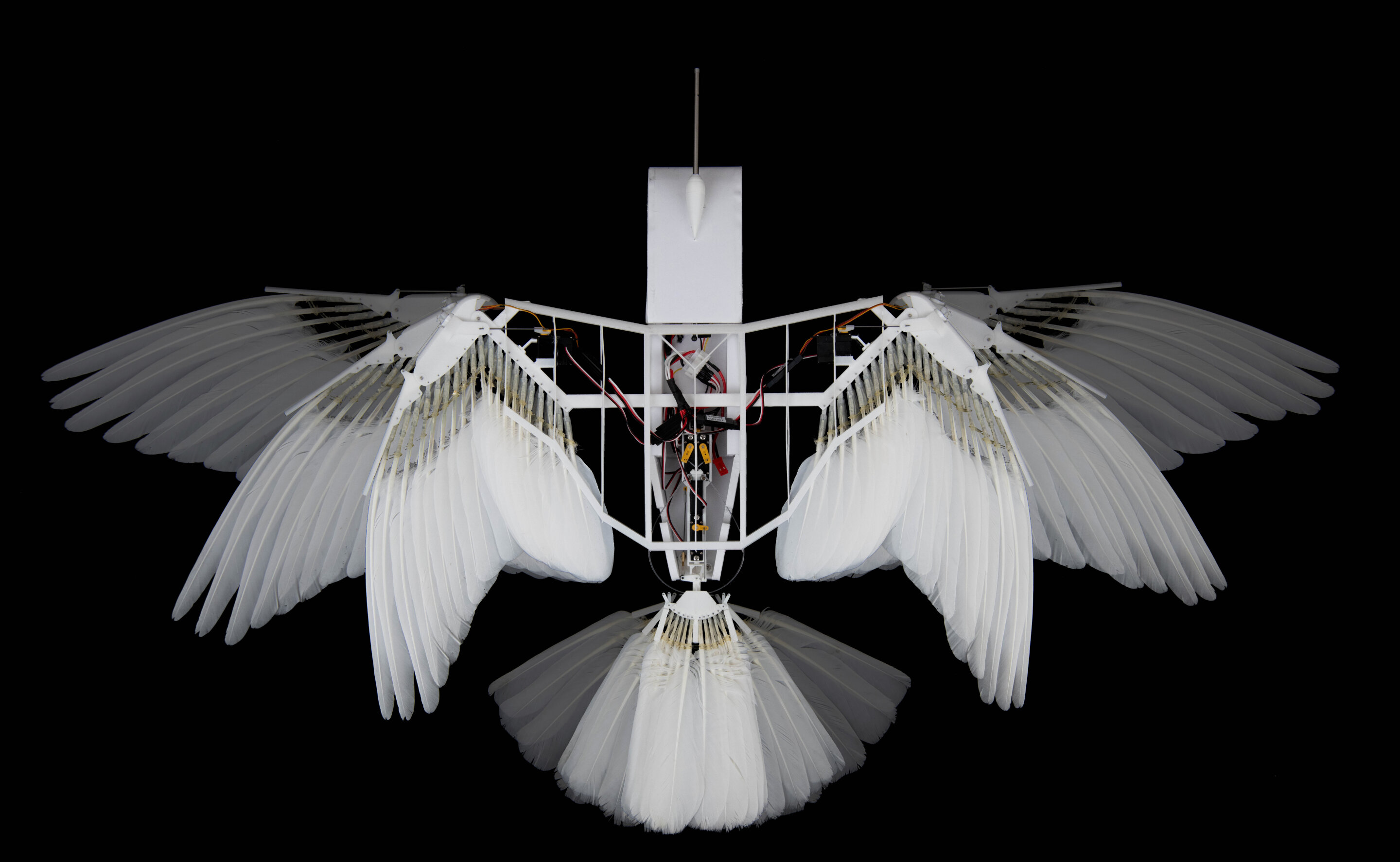 bird inspired robotic wings