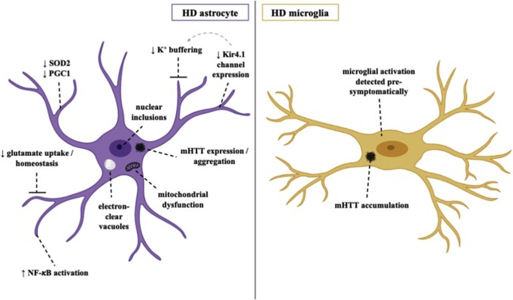 Microglie et Astrocytes dans les maladies neurodégénératives.