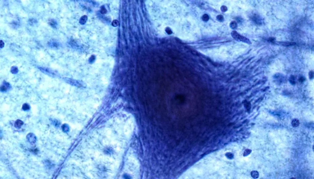 fonctions-immunes-snc-hy5igl5g