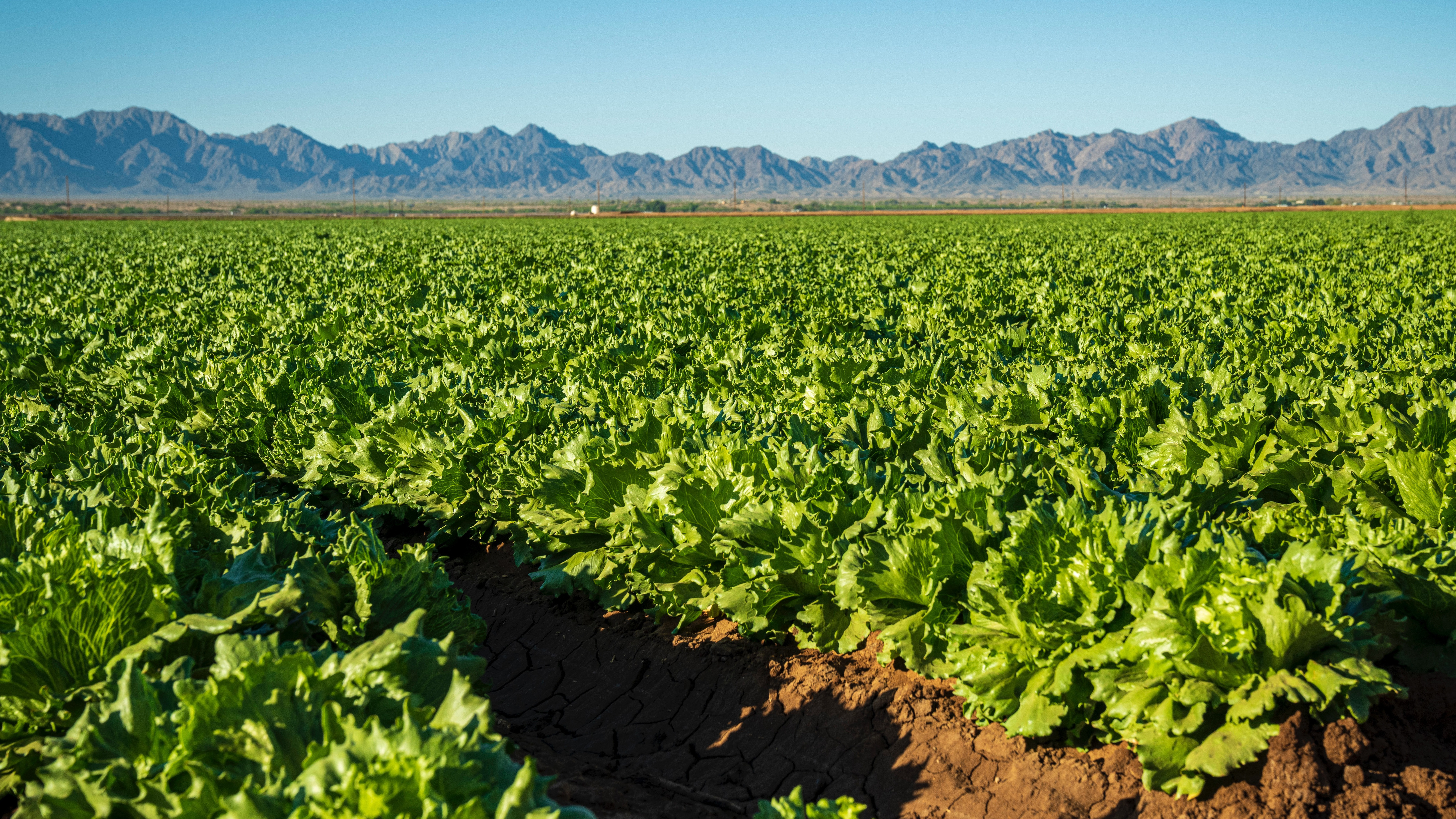 agricultural fields and food distribution