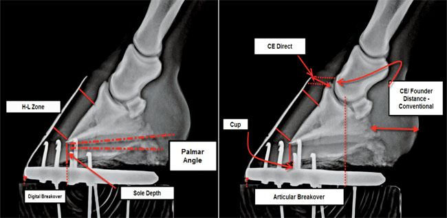 foot xray physical scenery