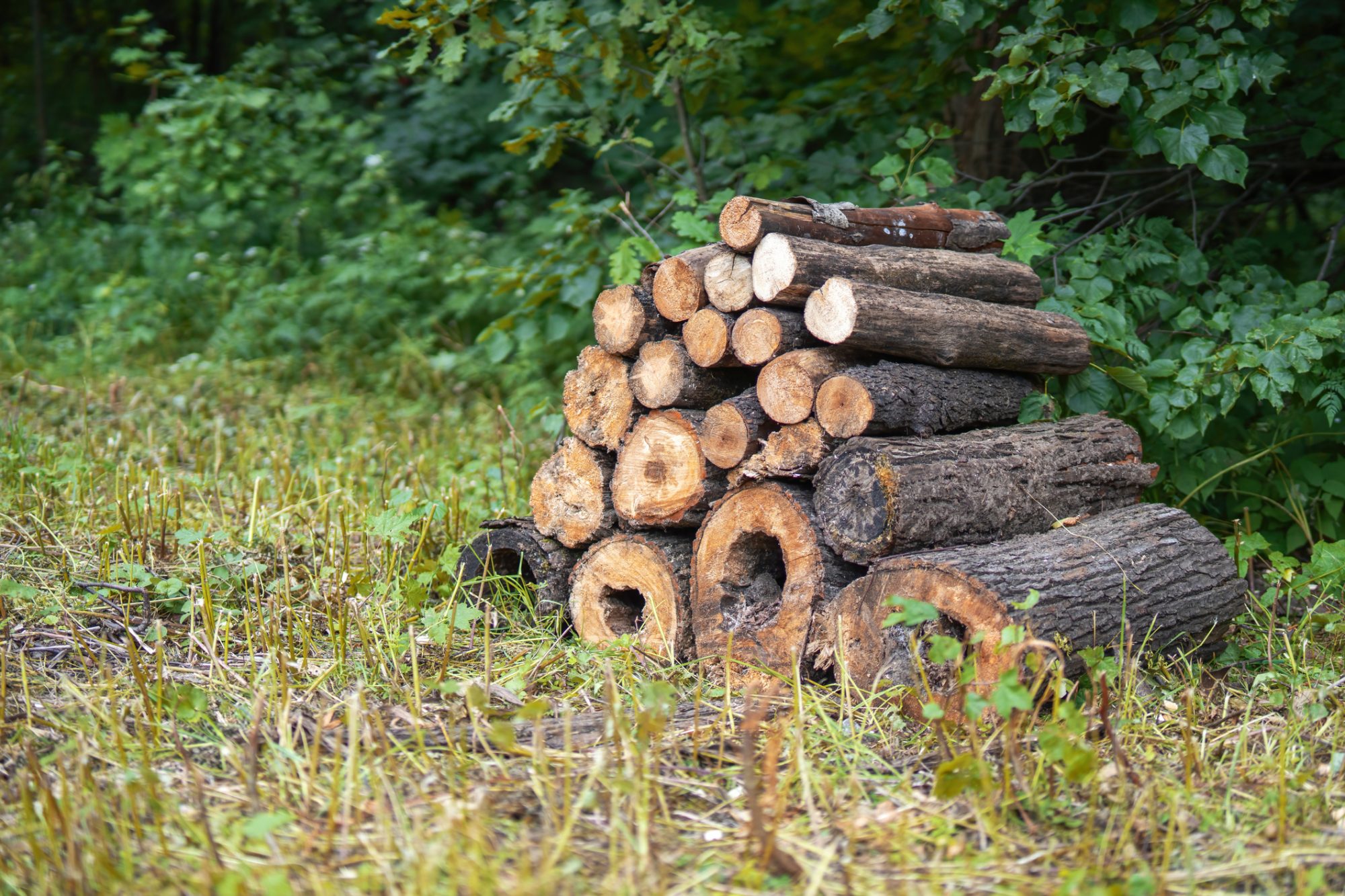 forest wood products natural scene