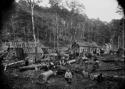 woodland forest logging landscape