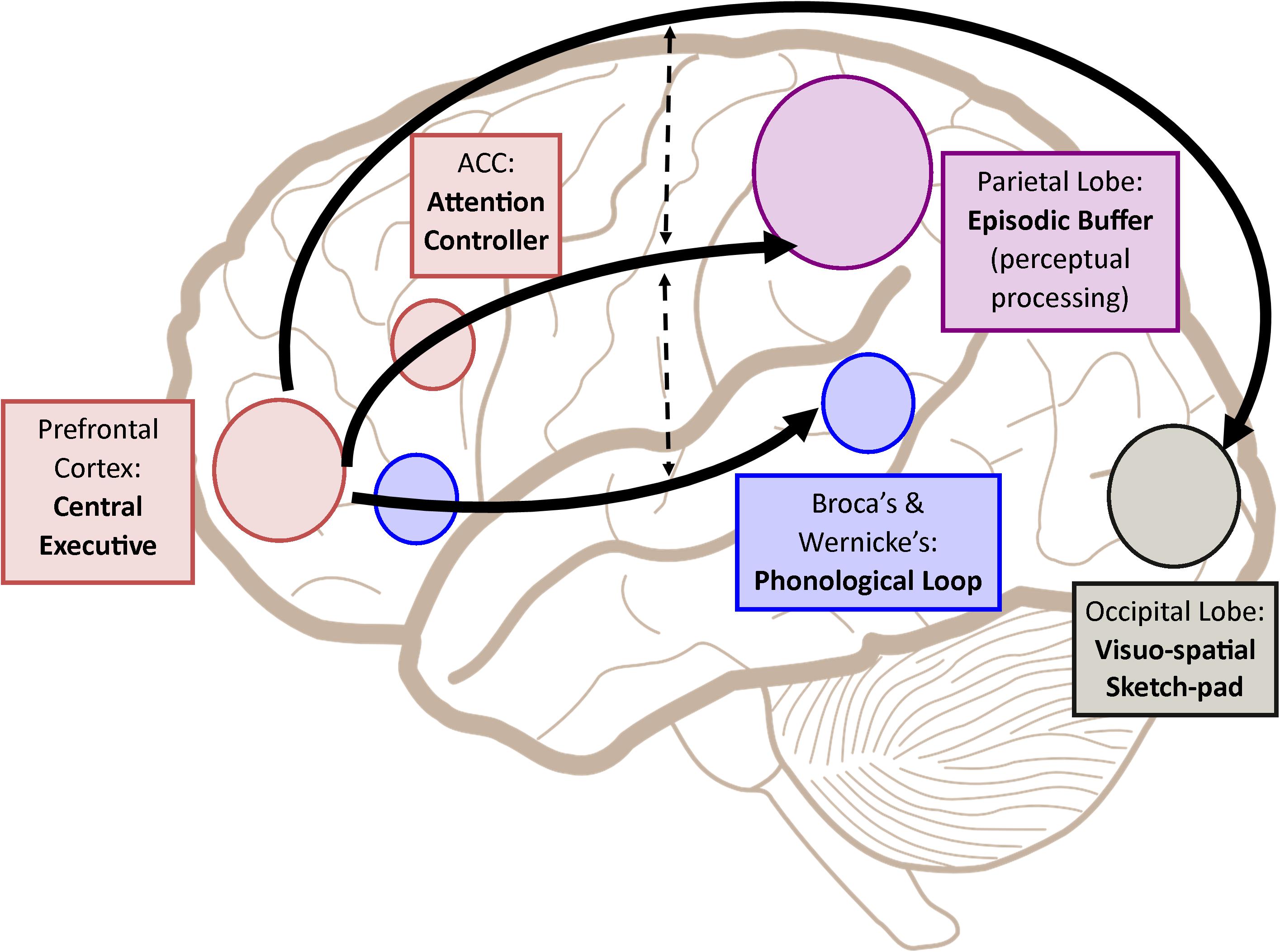 brain memory conceptual diagram