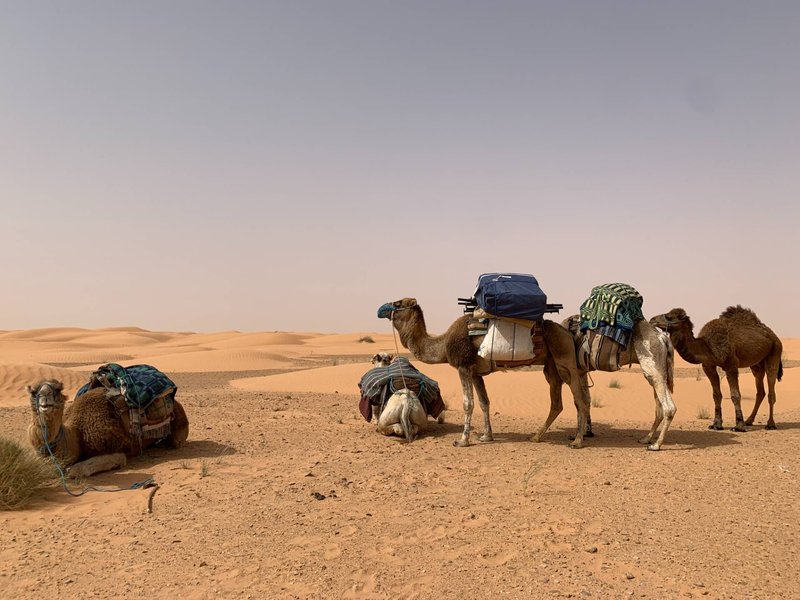 Dromedar mit Sattel steht im Sand