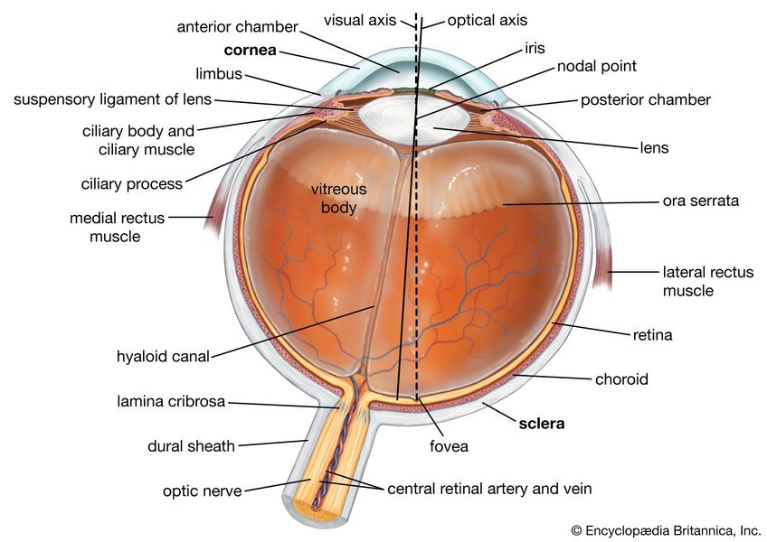 fovea-position-relative-to-optical-axis-vqp0qcu4