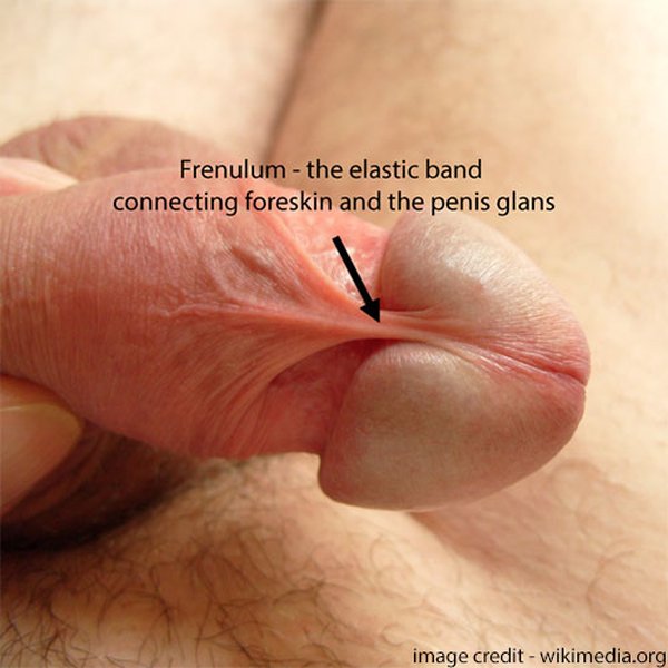 frenulum-circumcision-style-guide-phdu9gmy