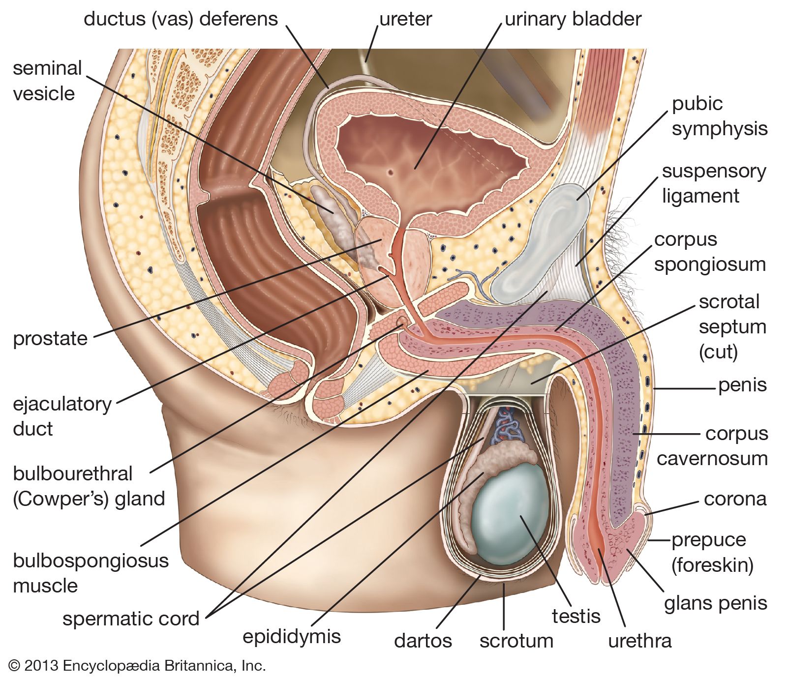 penile anatomy and tissue structure